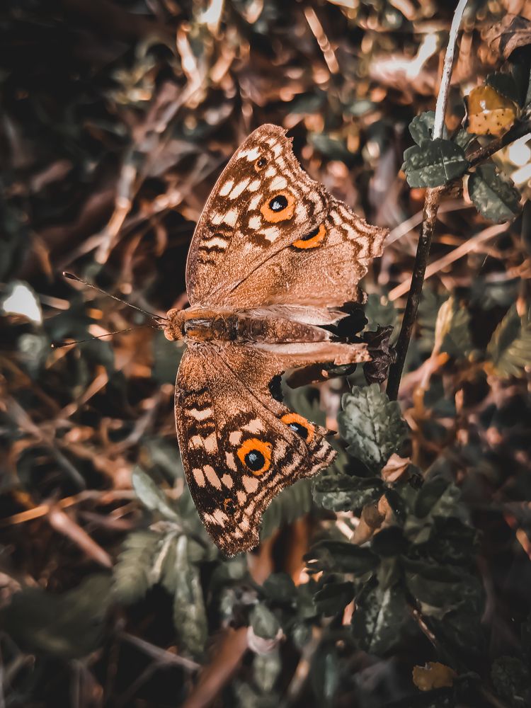 Photograph by Sona S A