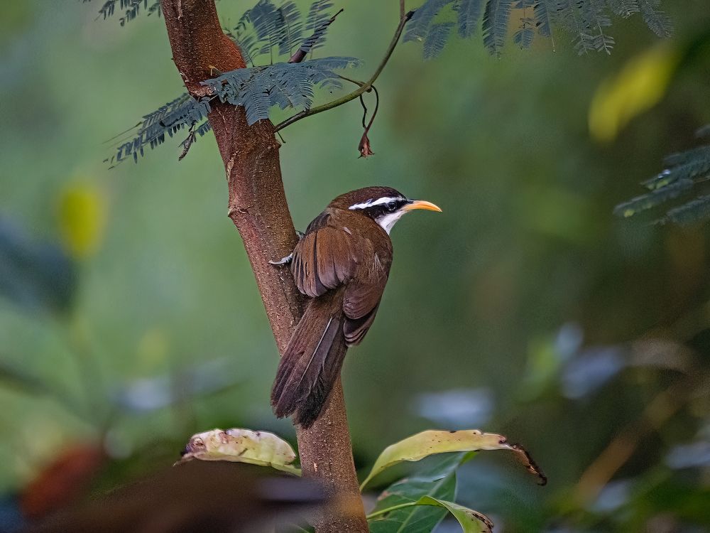 Photograph by Henk Goossens