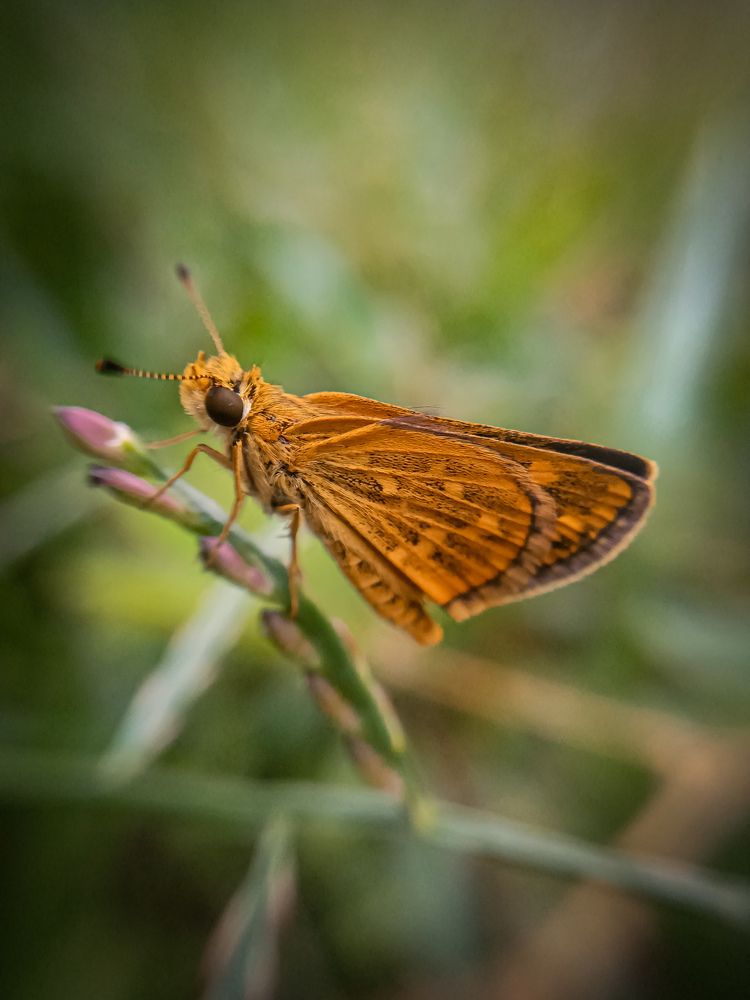 Photograph by Sona S A