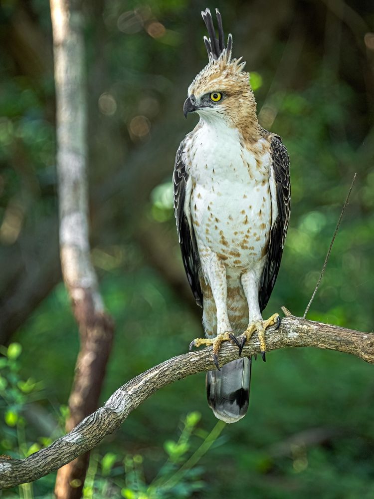 Photograph by Henk Goossens