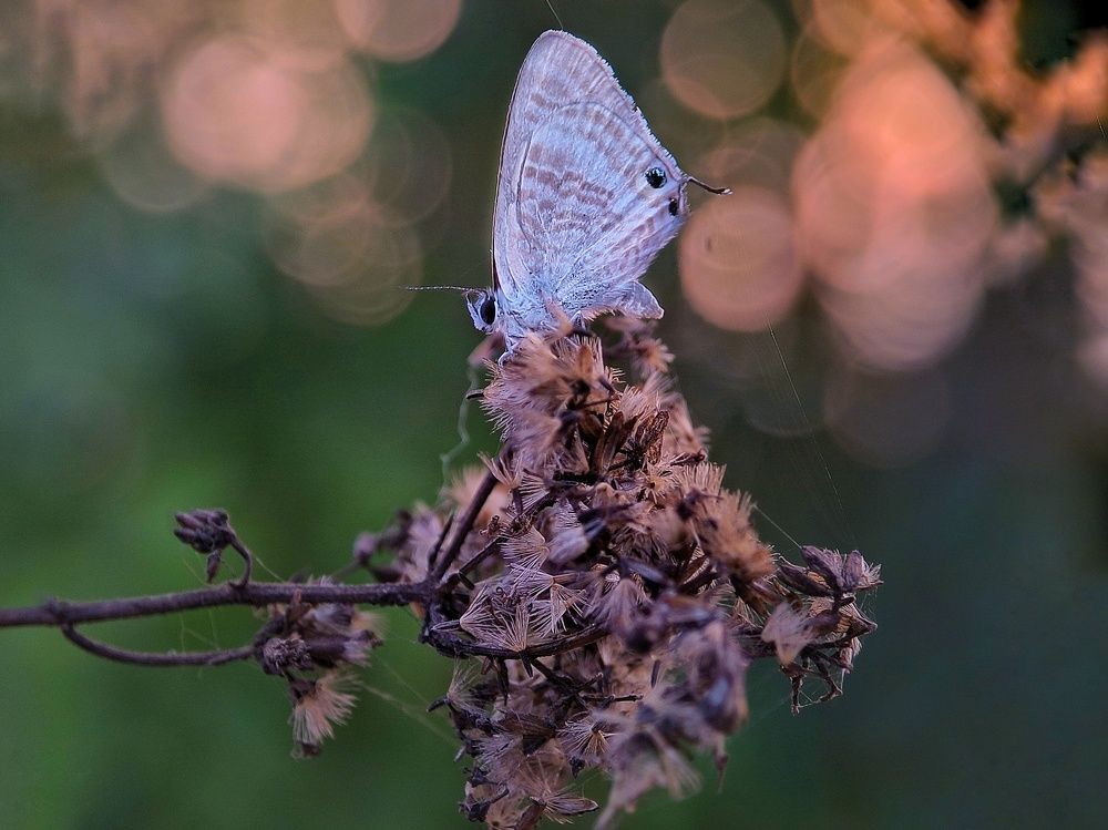 Фотография автора Ramprasad Das
