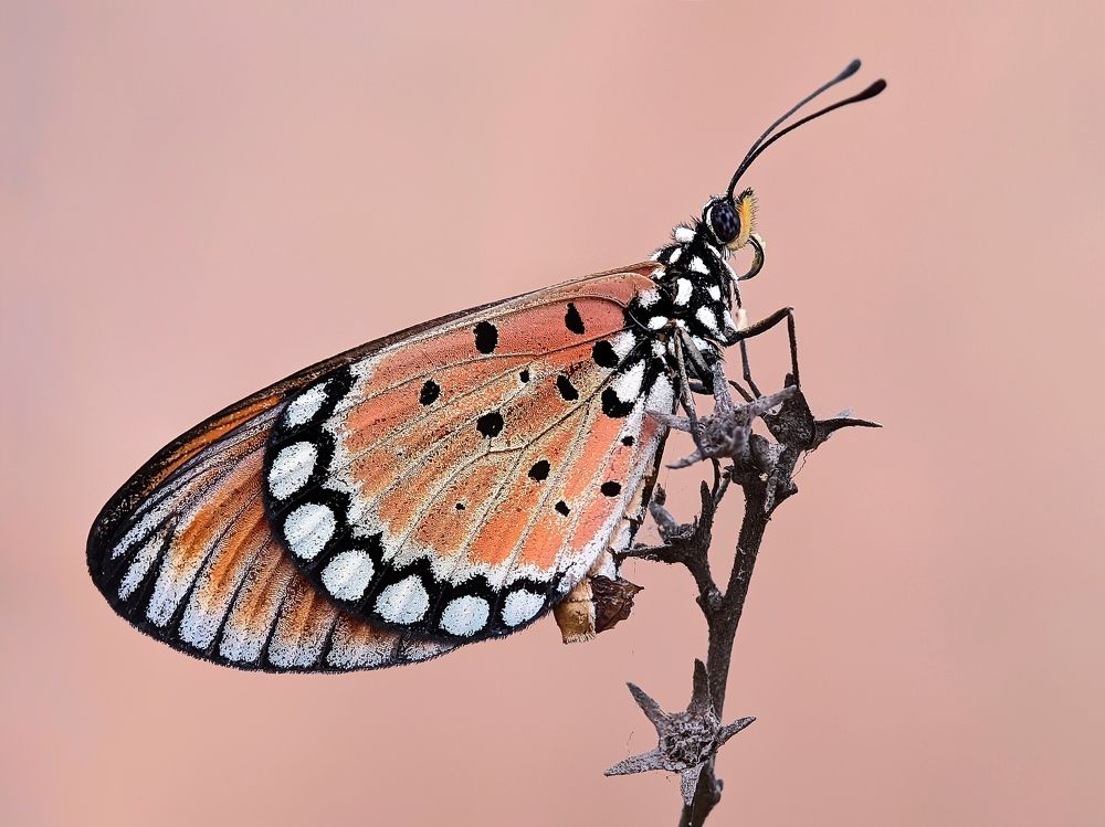 Фотография автора Ramprasad Das