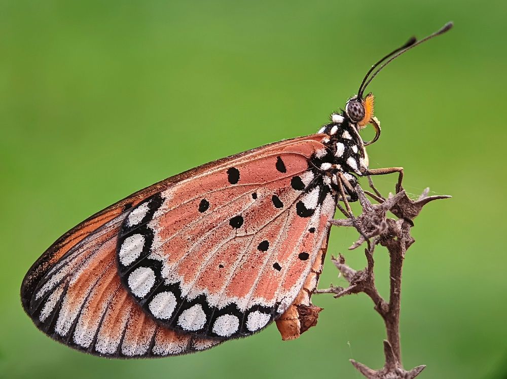 Фотография автора Ramprasad Das