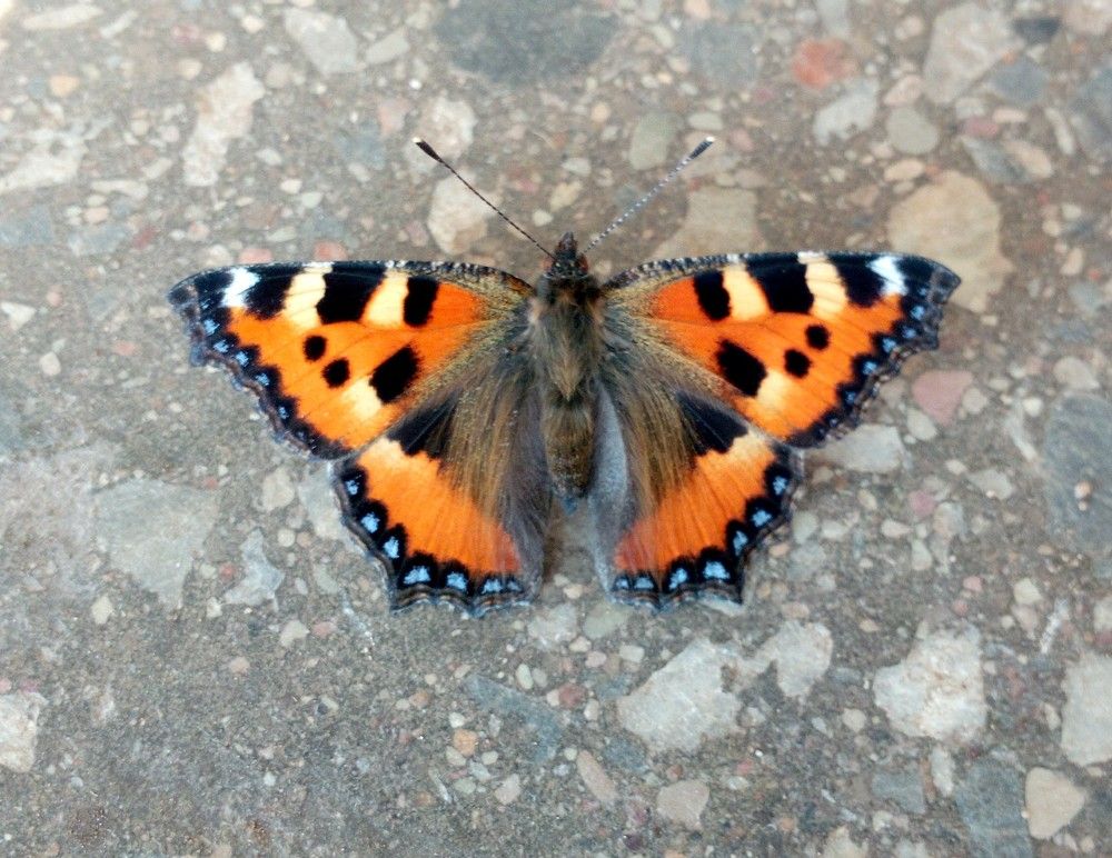 Photograph by Владимир Джерихов