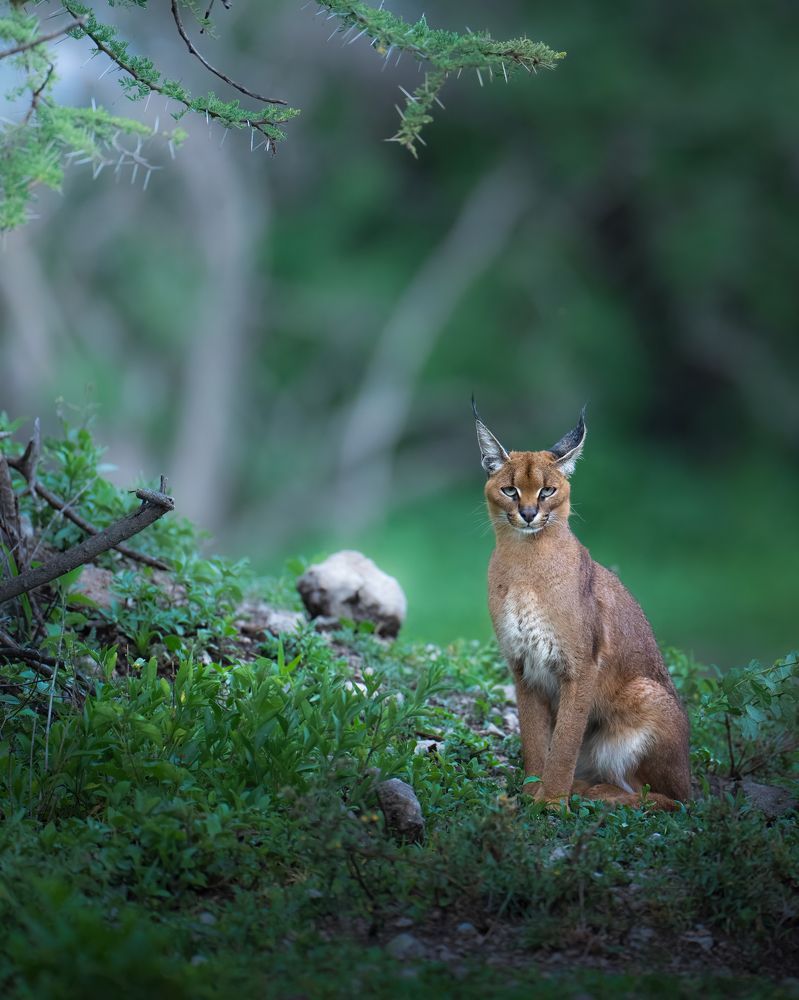 Photograph by Alexandra Surkova