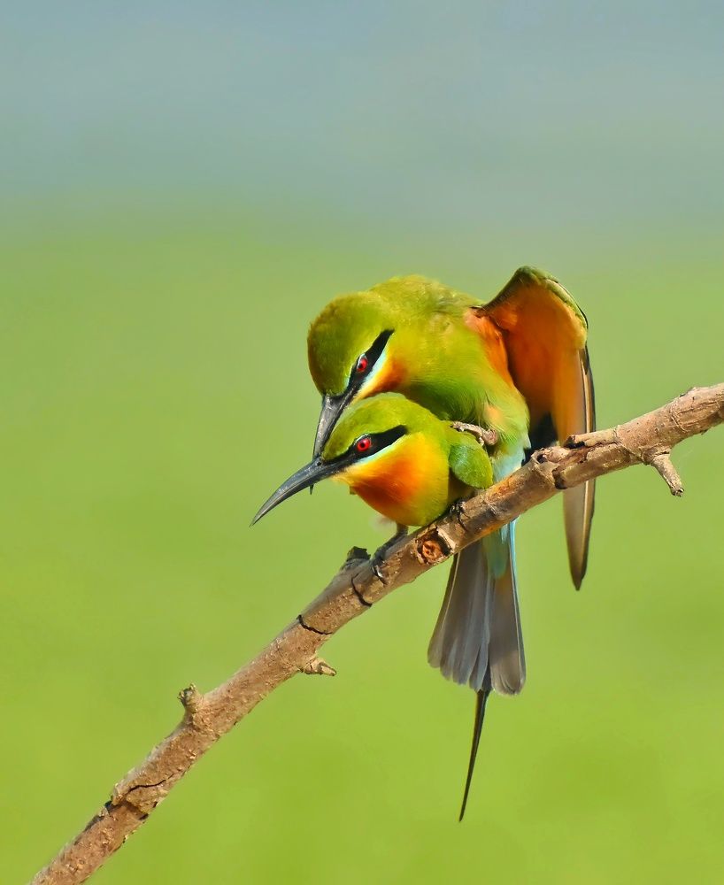 Mating of blue tailed bee-eater ..