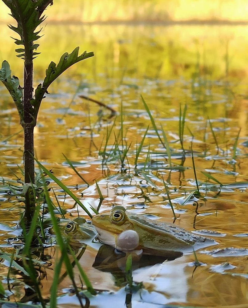 Лето -время "концертов"