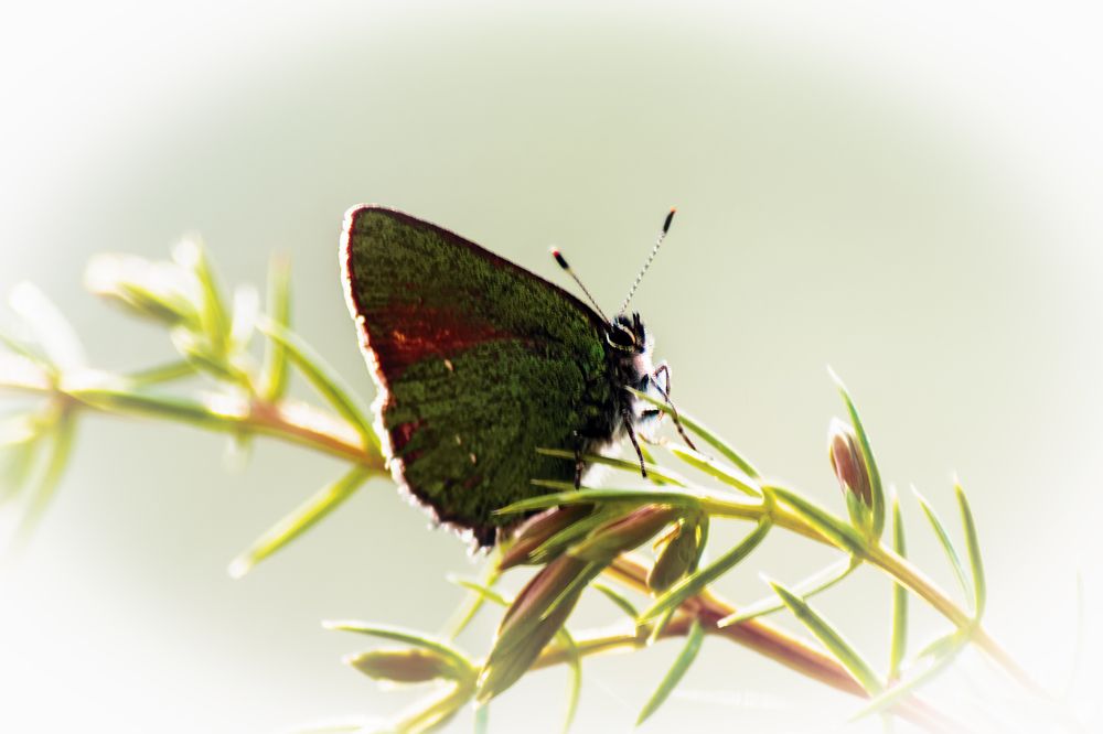 Photograph by Сергей Немчинов