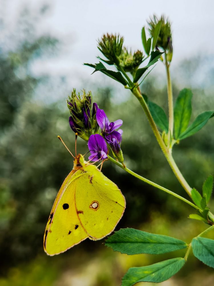 Photograph by Bojana Vein