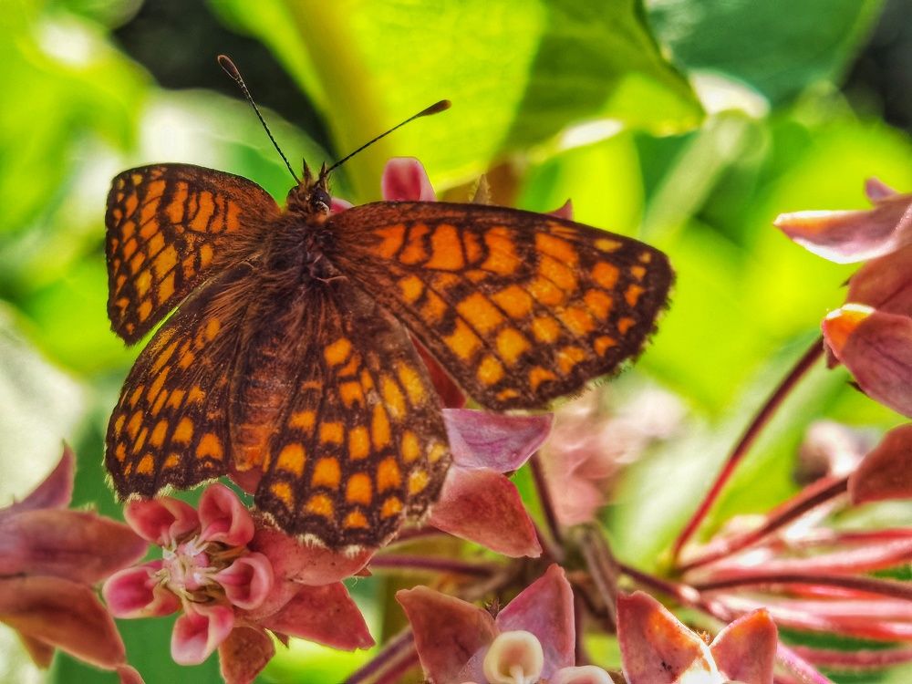 Photograph by Bojana Vein