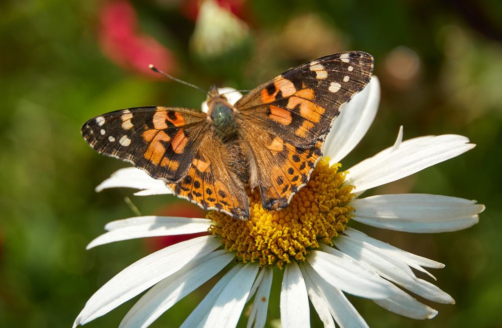 Photograph by Андрей Валерьевич