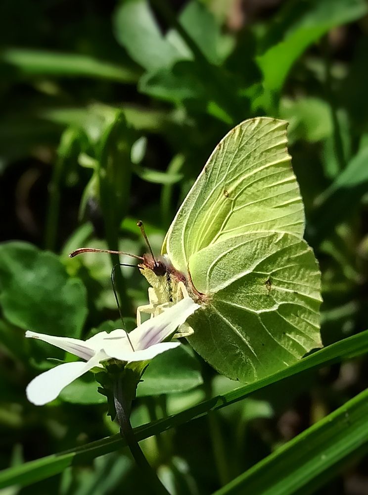 Завтрак лимонницы