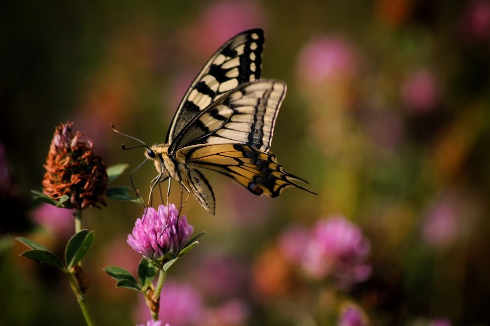 Photograph by Анастасия Астафьева