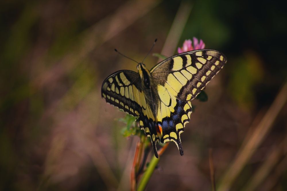 Photograph by Анастасия Астафьева