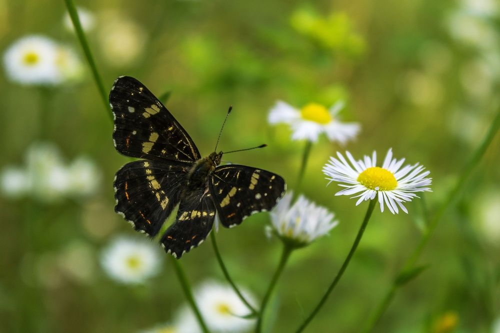 Photograph by Daniel Boca