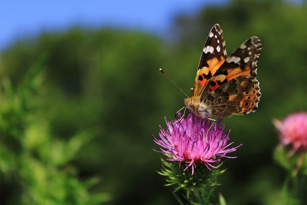 Photograph by Daniel Boca