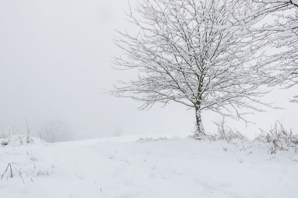 Photograph by Daniel Boca