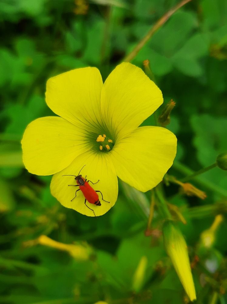 Photograph by virgilija61 Motejunaite