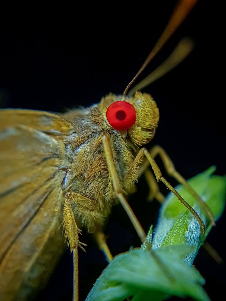 Photograph by Sandip Das