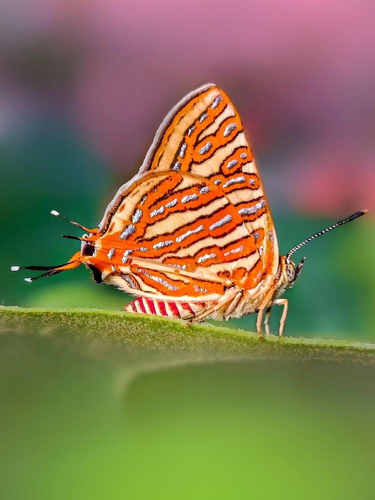 The common silverline