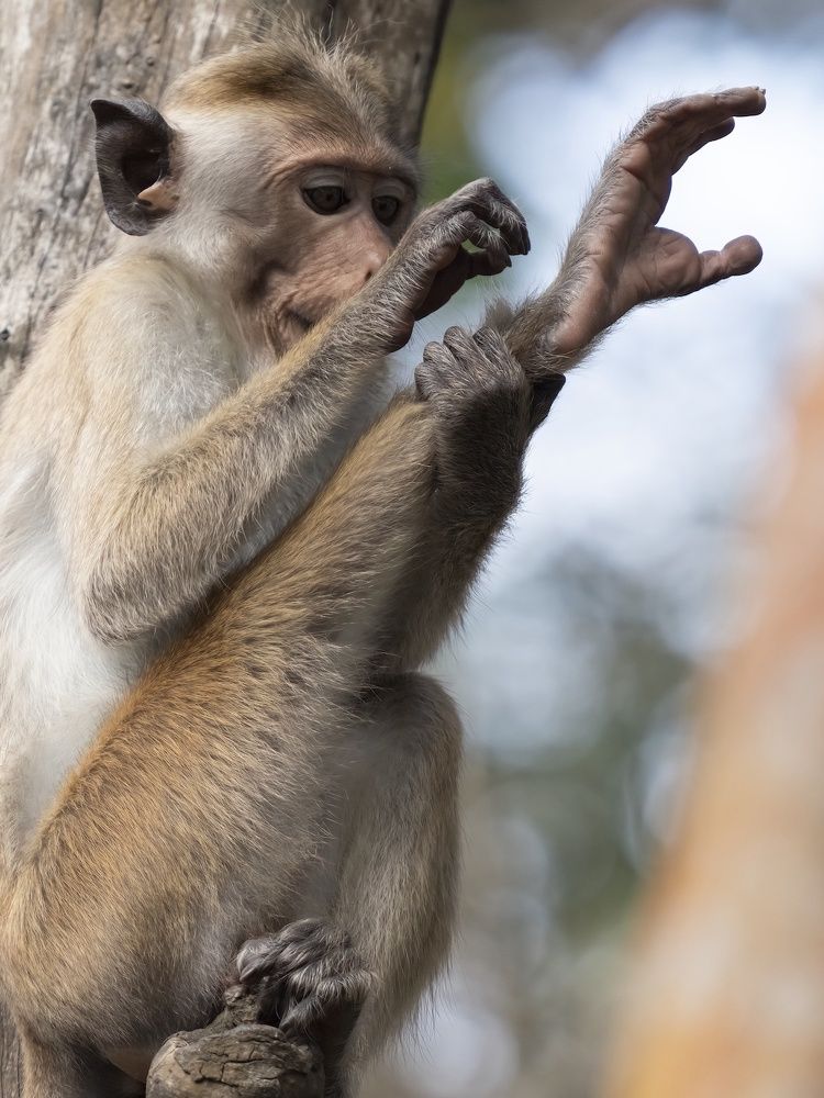 Photograph by HEMAMALI GUNASEKARA