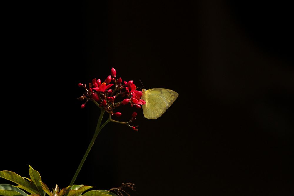 Photograph by anvita trivedi