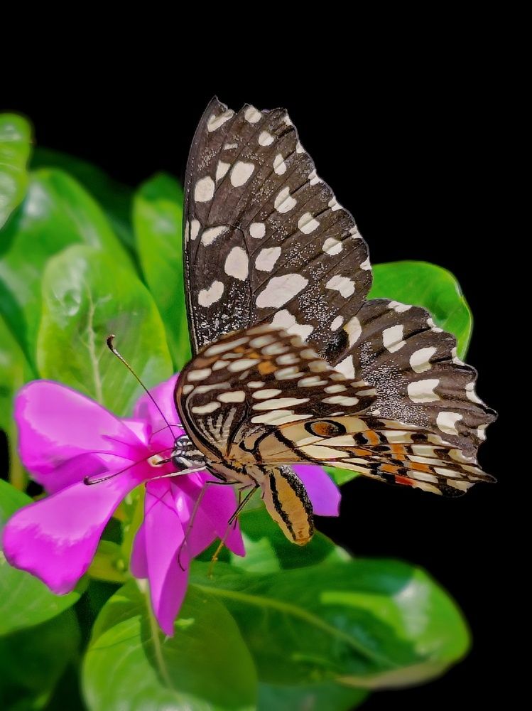 Citrus Swallowtail Butterfly