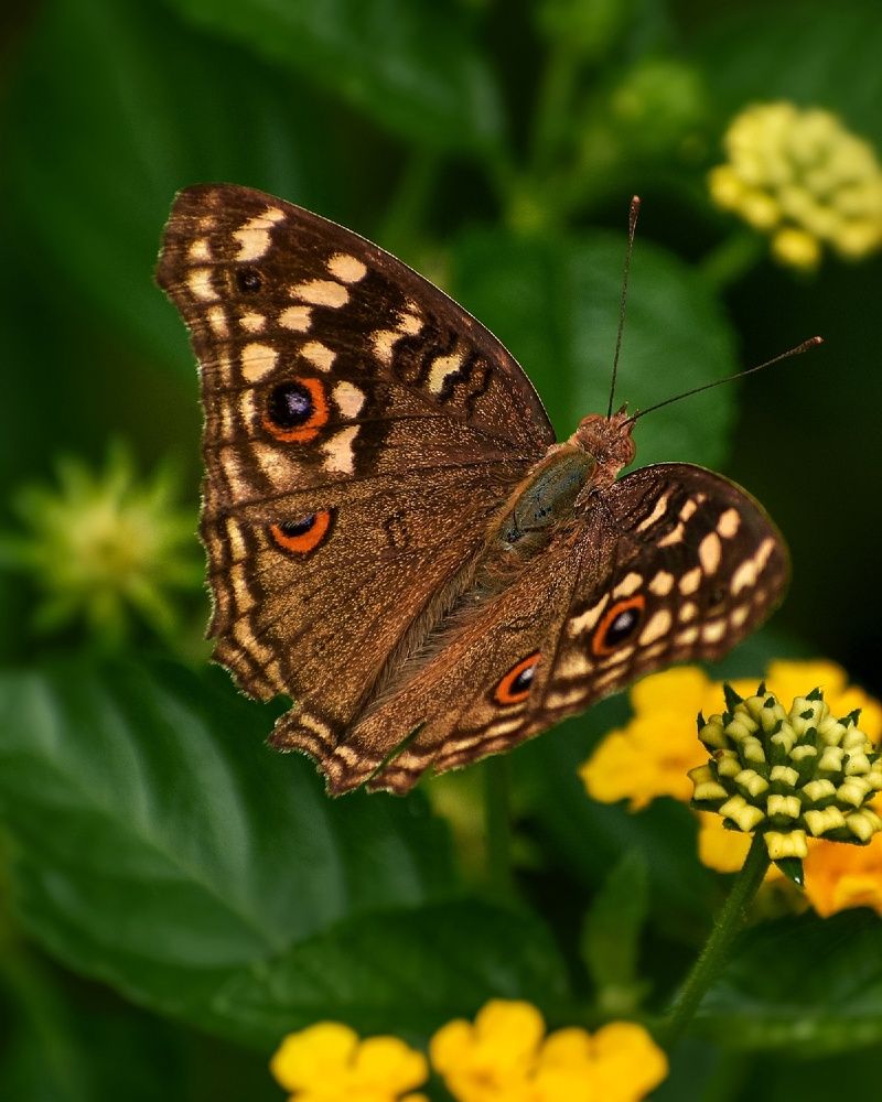 Photograph by Sritam Kumar Sethy