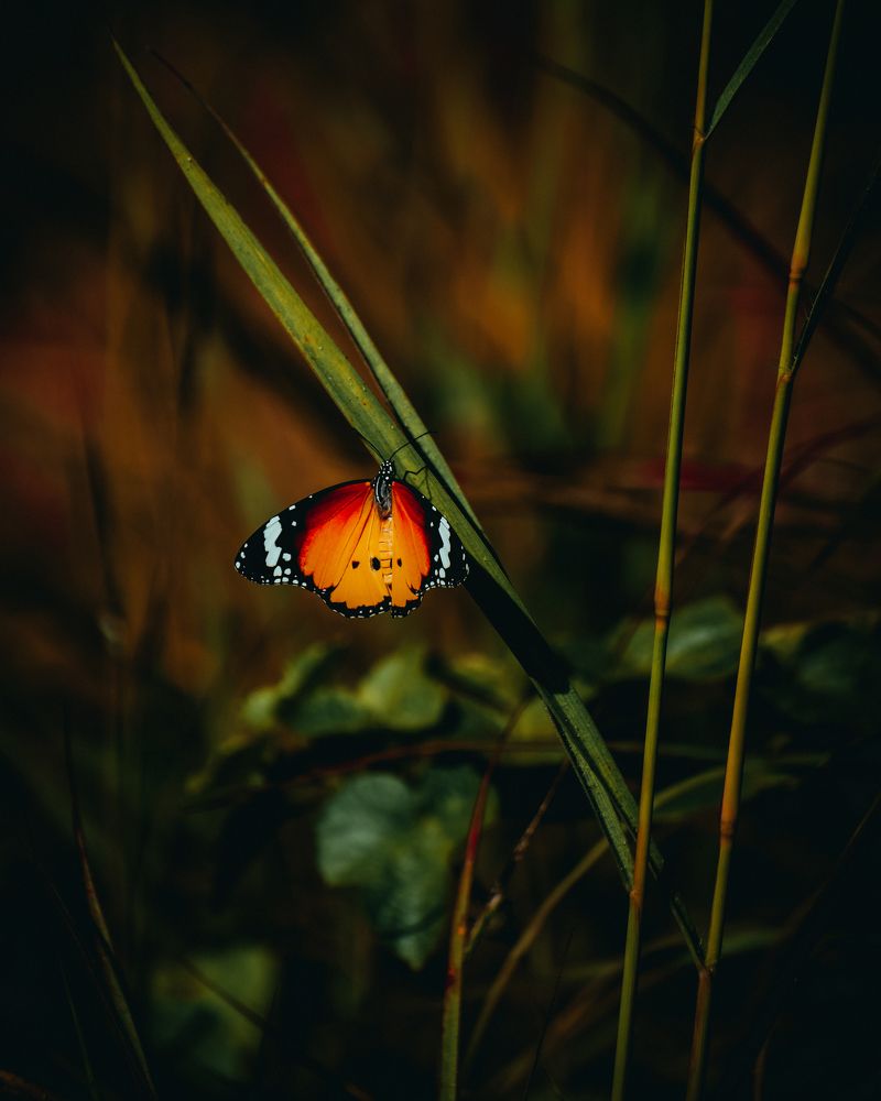 Photograph by Ashiq P F Mohammed