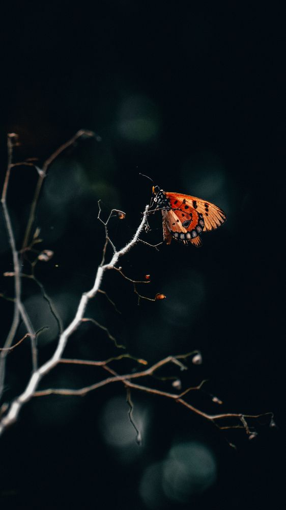 Photograph by Ashiq P F Mohammed