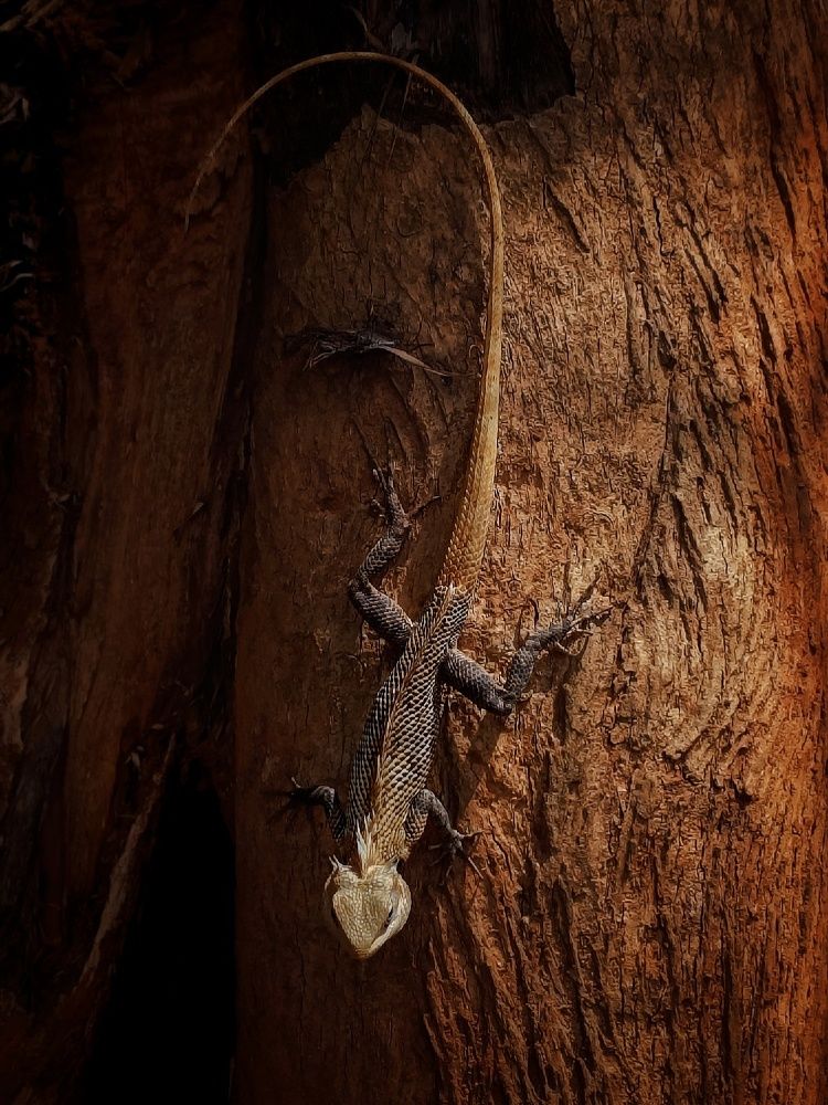 Oriental garden lizard