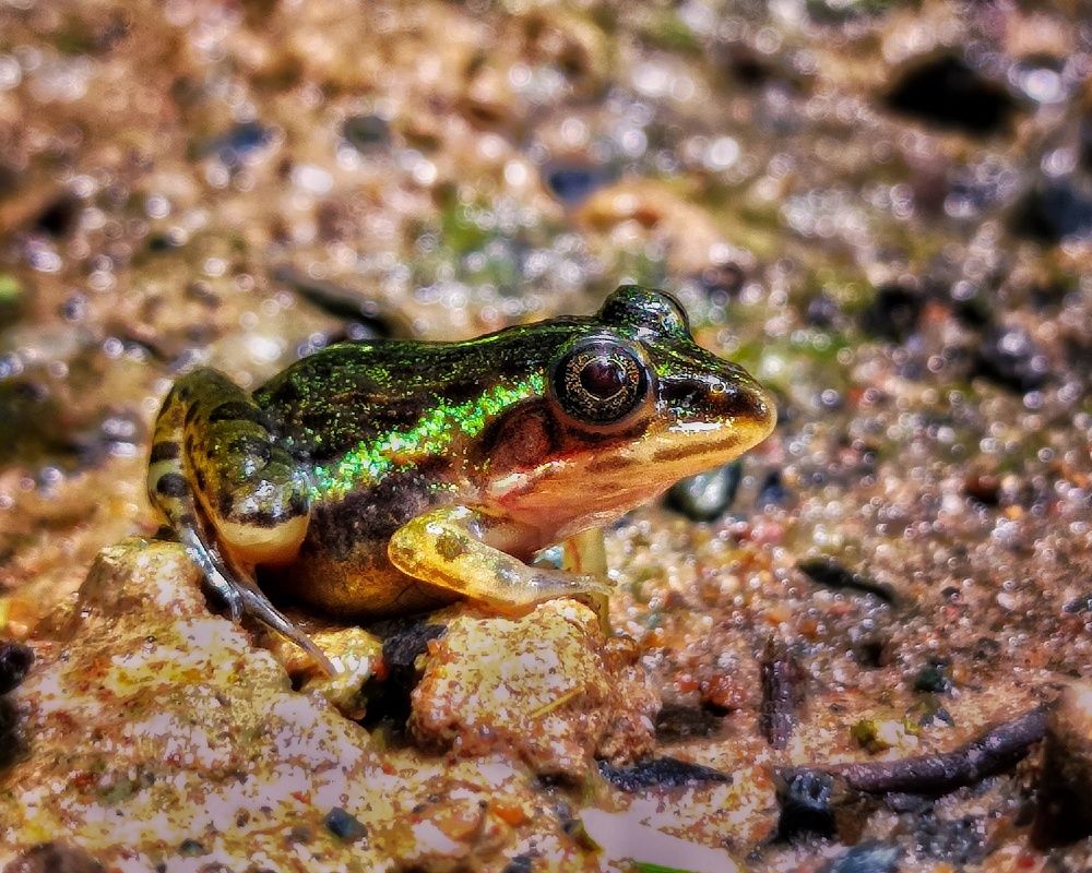 Indian bull frog