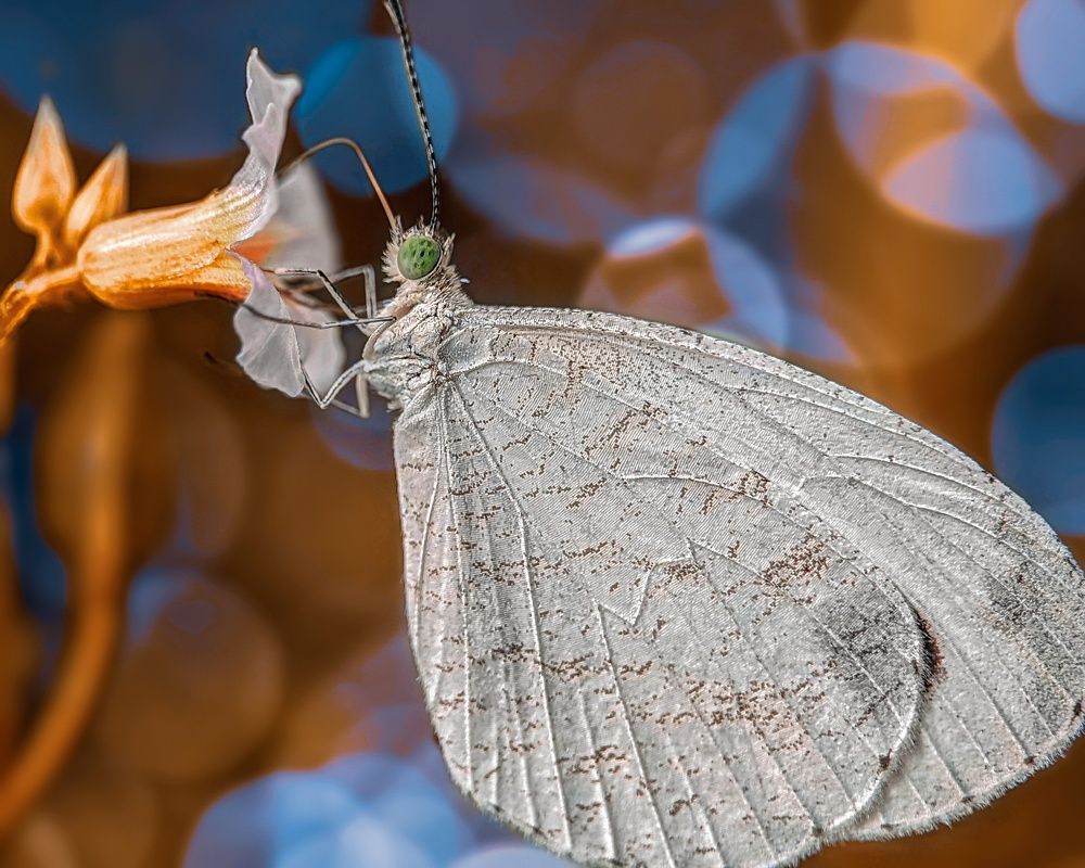 Фотография автора Prabhashwara PSC