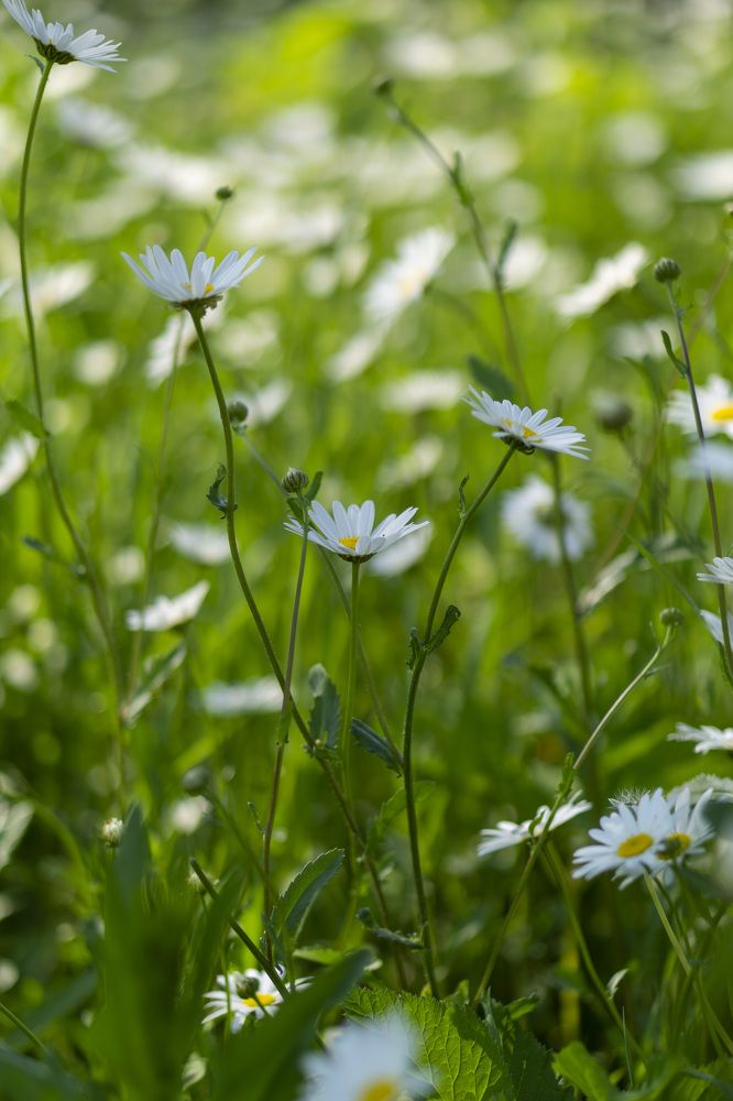 Ромашковое поле
