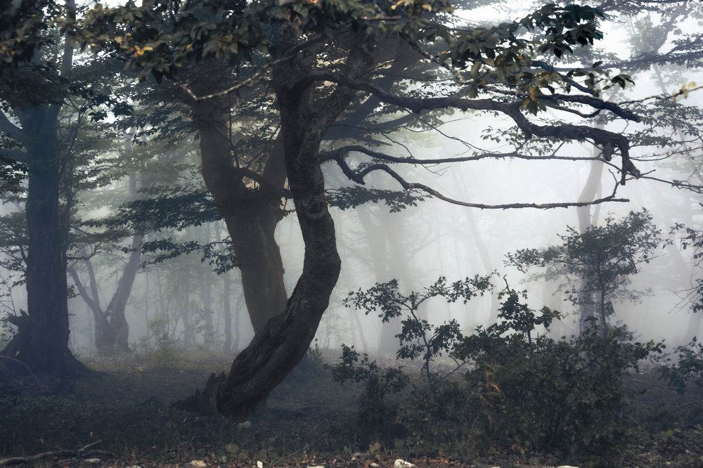 Танцующий лес