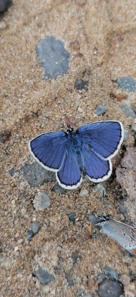 Бабочка голубянка