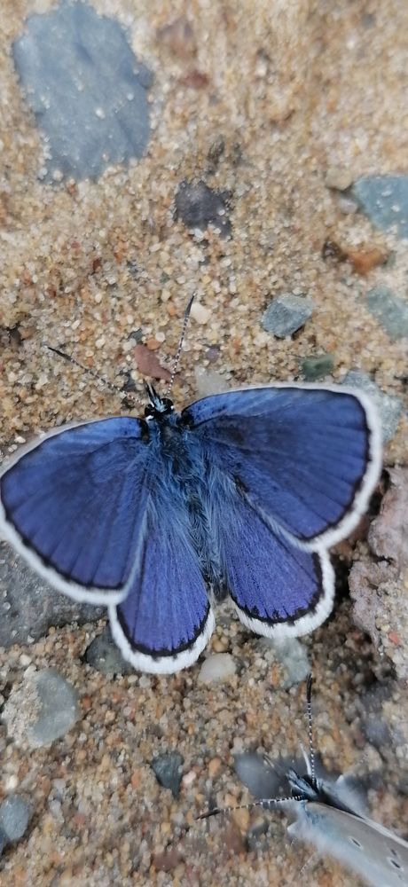 Бабочка голубянка