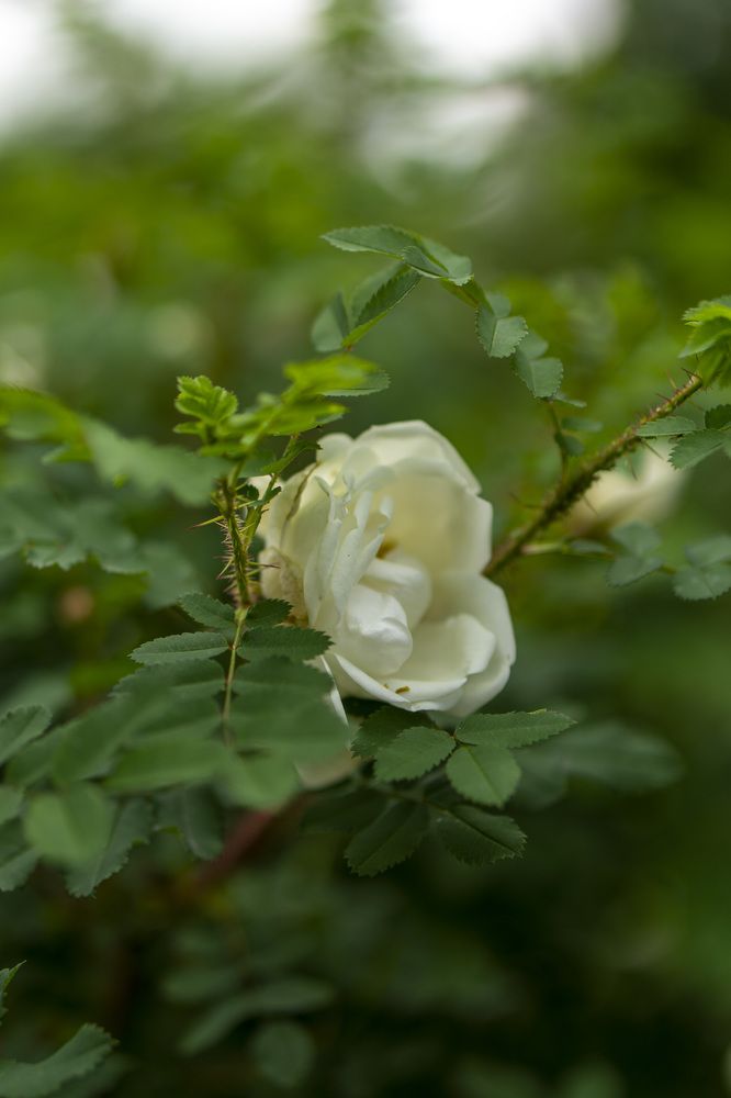 Шиповничек