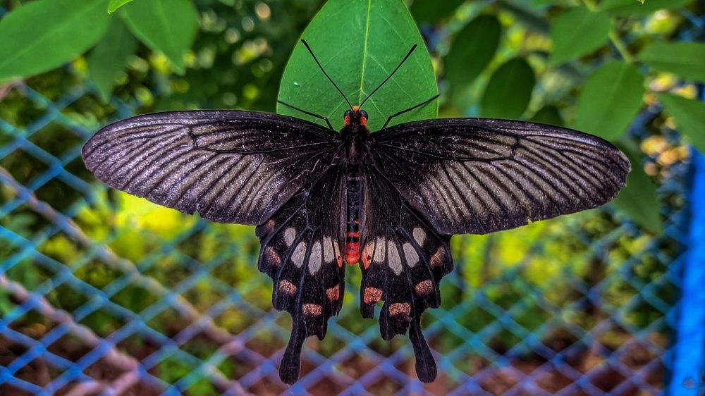 Photograph by Vijayakumar