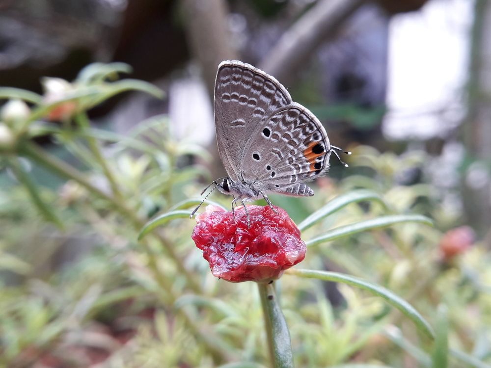 Euchrysops Cnejus @ The Gram Blue Butterfly