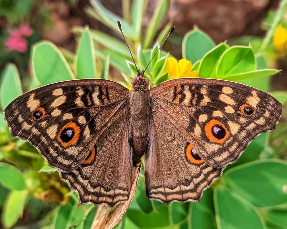 Photograph by Vijayakumar