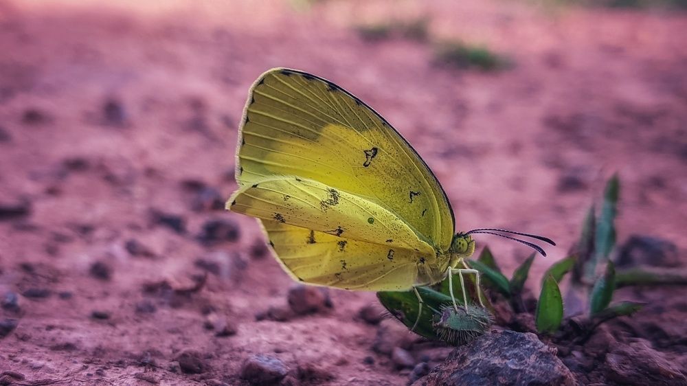 Photograph by Vijayakumar