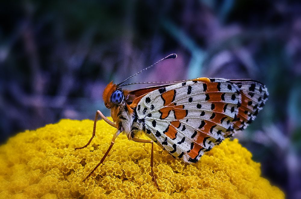 Фотография автора Басалаев Евгений