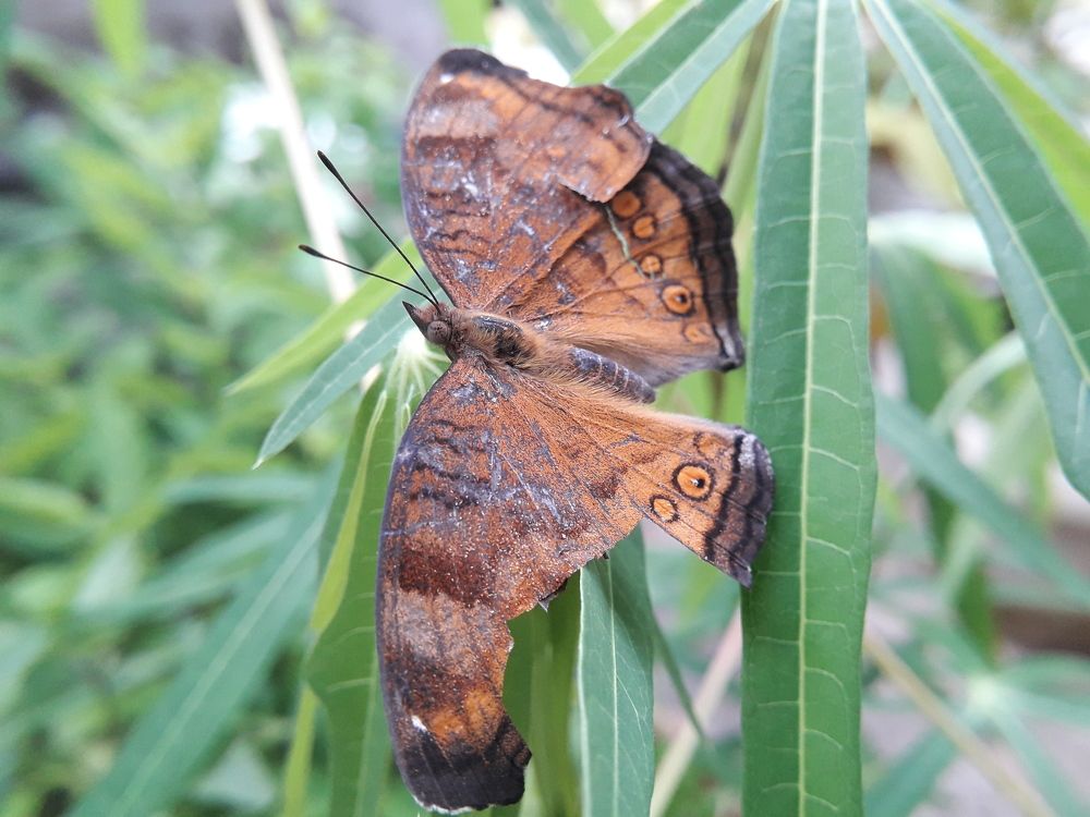 The Handicapped Wing