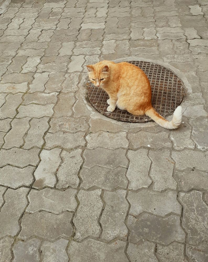 Дворовый охотник