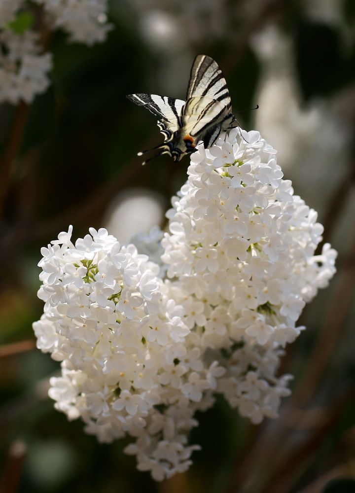 Photograph by Андрей Стародубцев