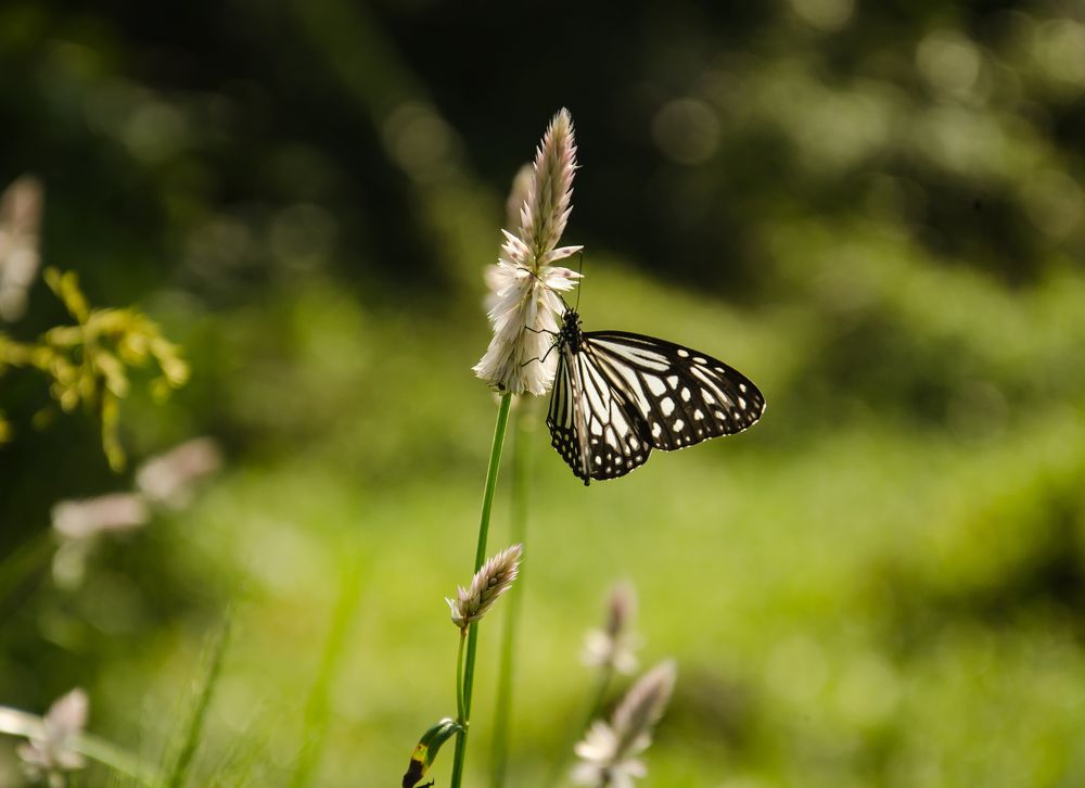 Photograph by Sachin Kamble