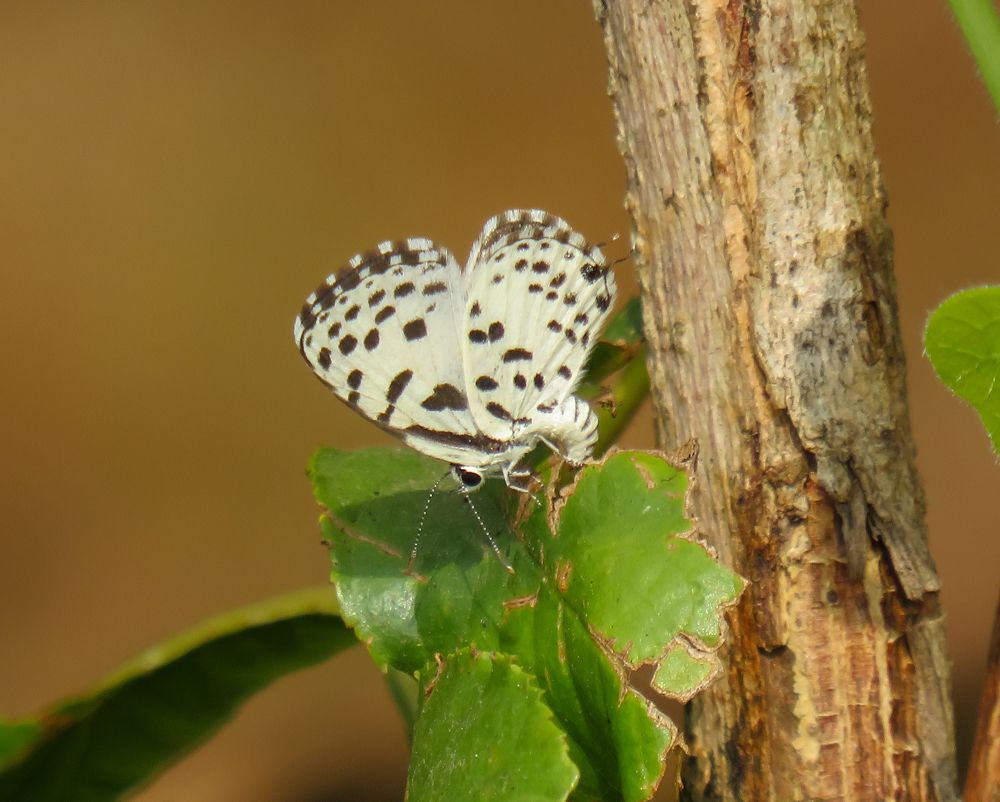 Photograph by Sachin Kamble