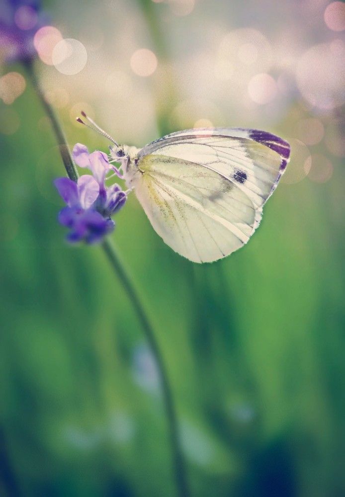 Фотография автора Katerina Georgieva