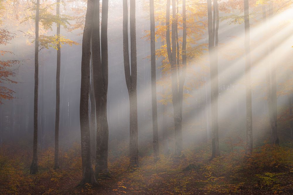 Photograph by Alex Coman